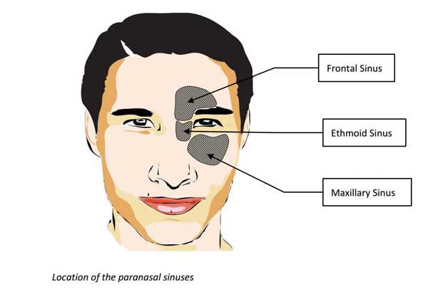 nasal sinuses